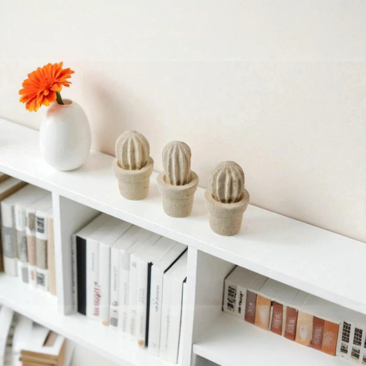 Cactus mini (3 unita')