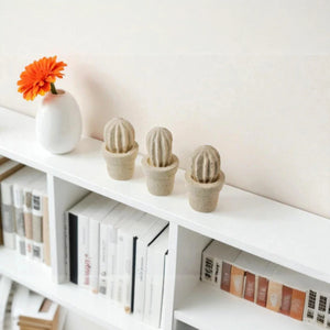 Cactus mini (3 unita')