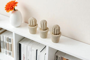 Cactus mini (3 unita')