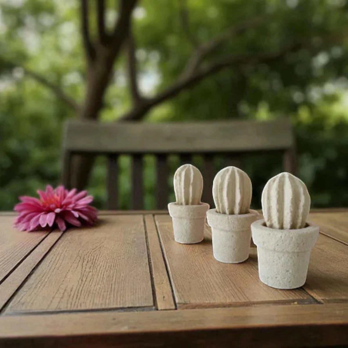 Cactus mini (3 unita')