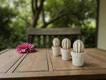 Carica l&#39;immagine nel visualizzatore di Gallery, Cactus mini (3 unita&#39;)
