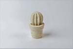 Cargar imagen en el visor de la galería, Cactus mini (3 unidades)

